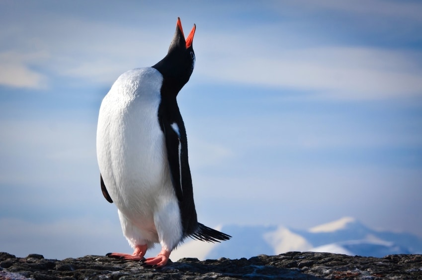 Penguin on the rocks (Foto: goinyk, istockphoto.com)